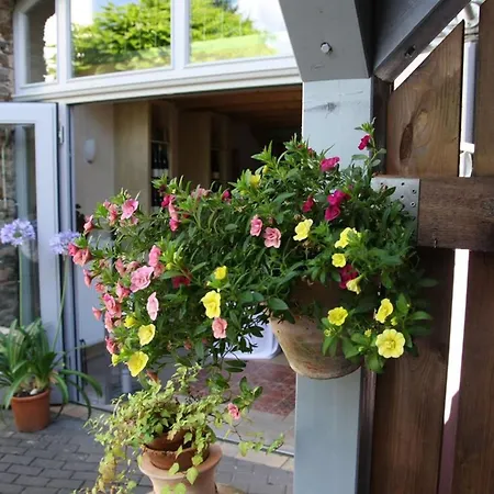 Moselurlaub Im Ferienweinhaus Koch