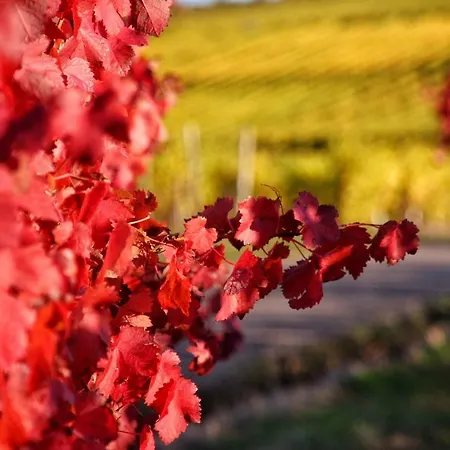 Moselurlaub Im Ferienweinhaus Koch 3* Neumagen-Dhron