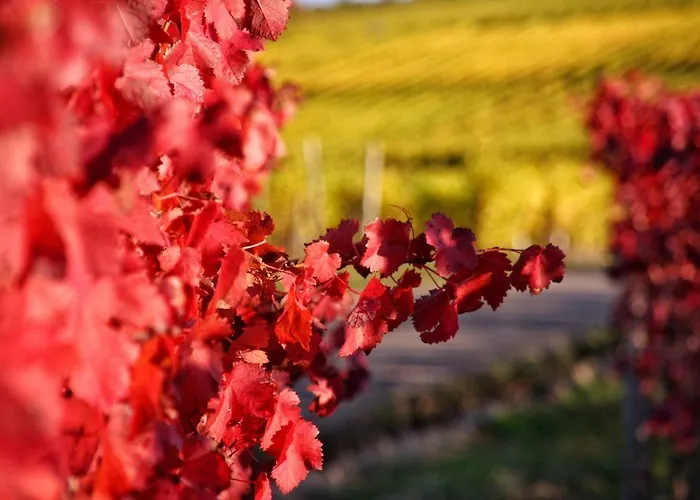 Moselurlaub Im Ferienweinhaus Koch 3* נוימאגן-דרון